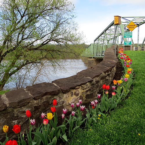 Tulipes a Frenchtown by Laura Orbine.